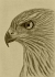 Goshawk - Umber