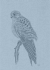 European kestrel - Cadet