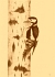 Woodpecker - Sepia tinted